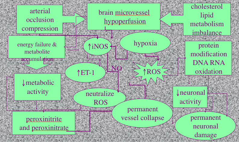 genentology theory chart